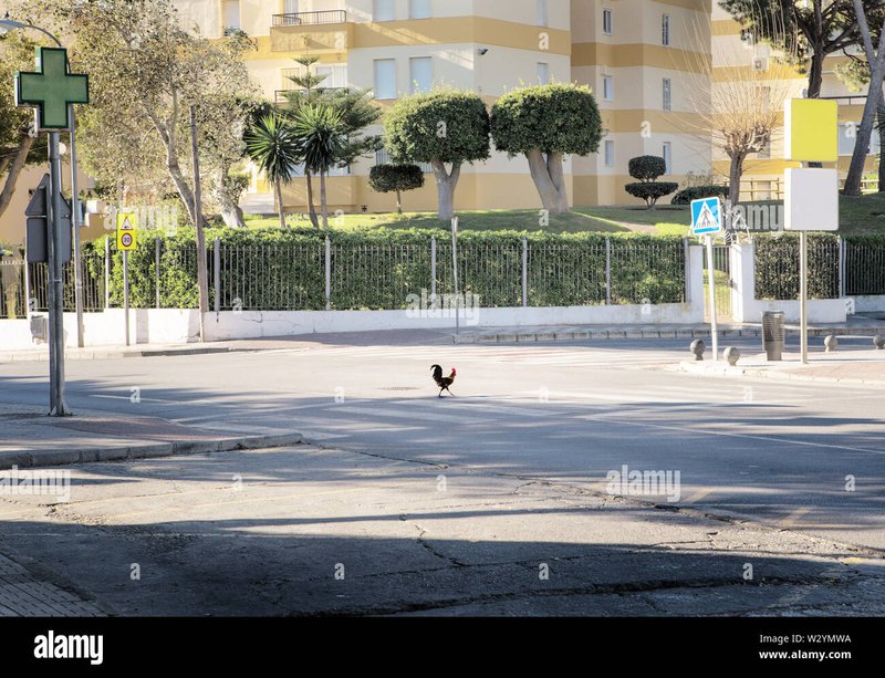 Image: Descubre el Éxito de Chicken Road 2 en Casinos de España en Línea